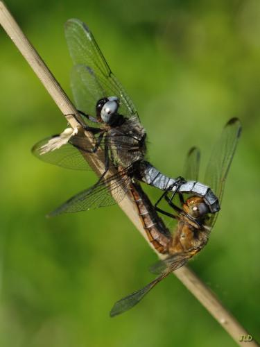 Libellula fulva