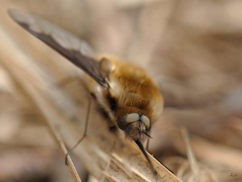 Bombylius major