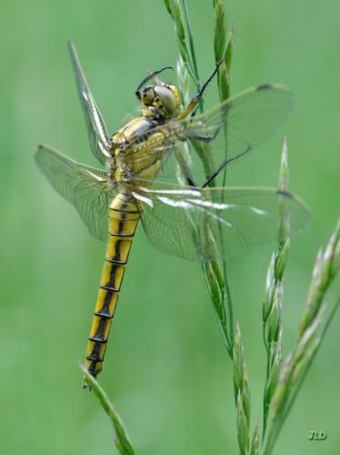 Réf. 198 527 : Orthetrum cancellatum