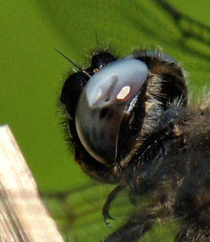Libellula fulva