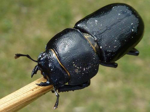 Réf. 198 566 : Dorcus parallelipipedus