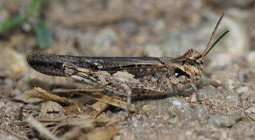 Réf. 198 800 : Acrotylus insubricus braudi
