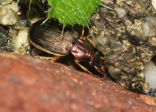 Chlaenius velutinus auricollis