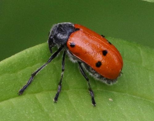 Réf. 198 307 : Lachnaia sp.