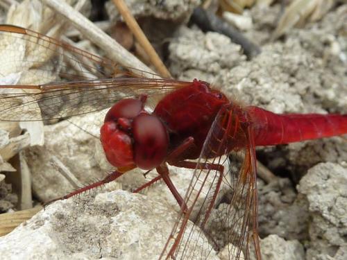 Crocothemis erythraea