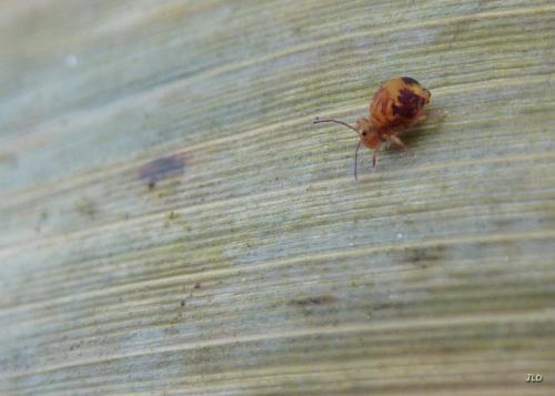 Dicyrtomina ornata