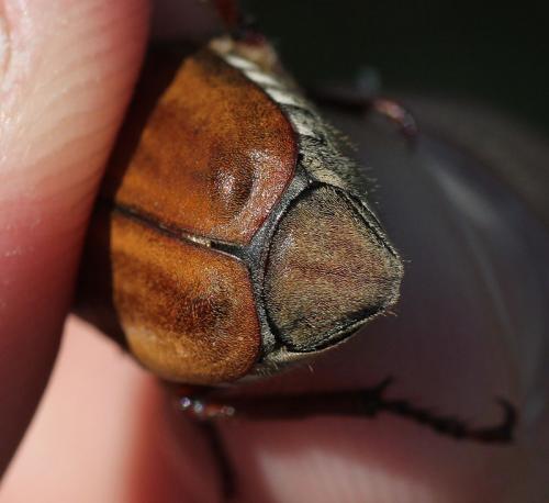 Réf. 198 702 : Anoxia matutinalis