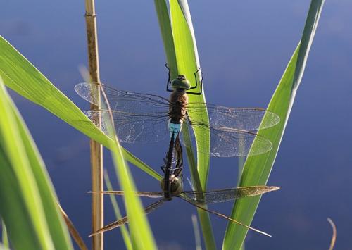 Anax parthenope