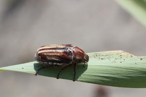 Réf. 198 706 : Anoxia matutinalis
