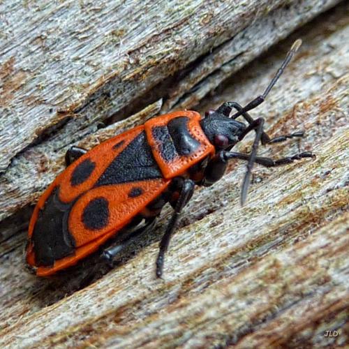 Réf. 198 550 : Pyrrhocoris apterus