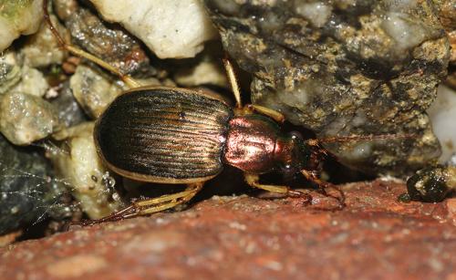 Chlaenius velutinus auricollis