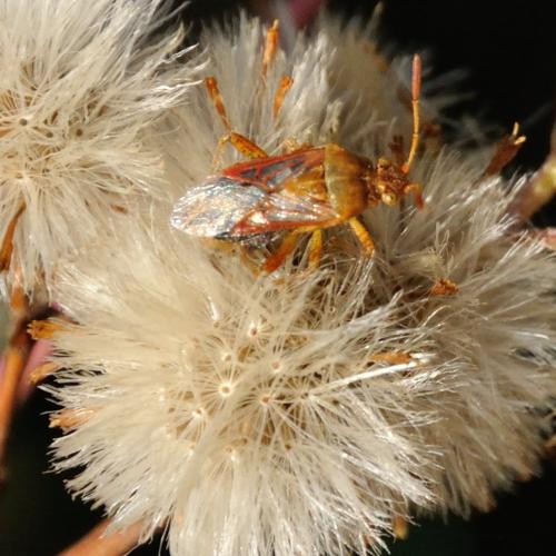 Stictopleurus sp.
