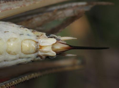 Réf. 198 798 : Platycleis intermedia