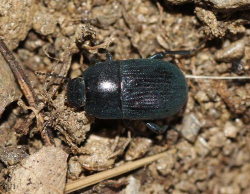 Pedinus meridianus
