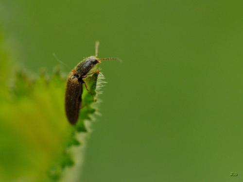Réf. 198 533 : Athous haemorrhoidalis