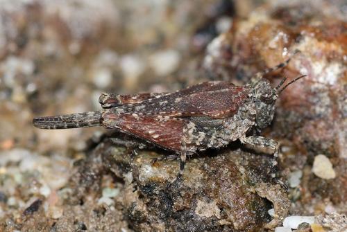 Paratettix meridionalis