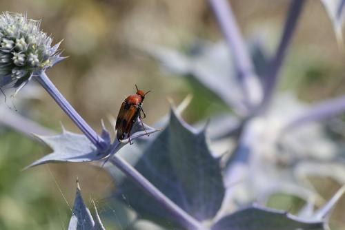 Réf. 198 705 : Macrosiagon bimaculata