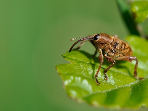 Réf. 198 539 : Curculio glandium