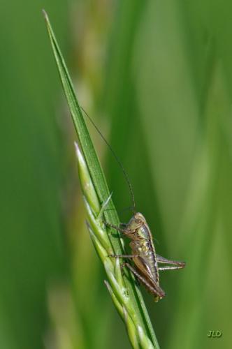 Tettigoniinae