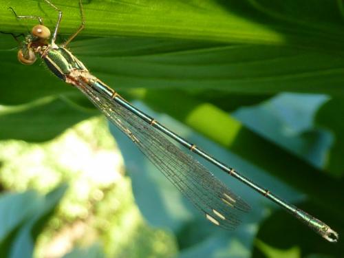 Chalcolestes viridis