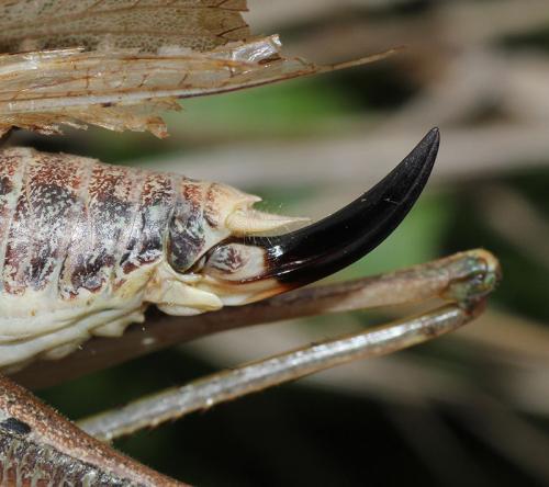 Platycleis intermedia