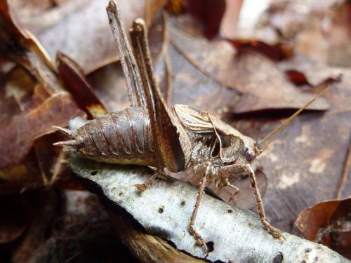Pholidoptera griseoaptera