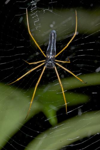 Nephila kuhlii