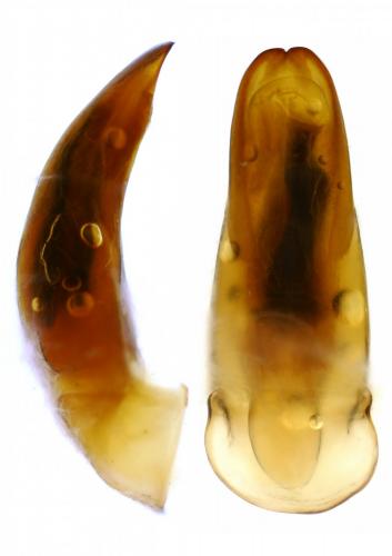 Rhinyptia sp.