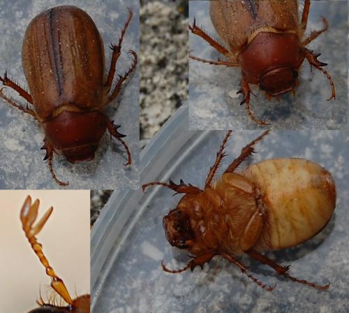 Amphimallon majale