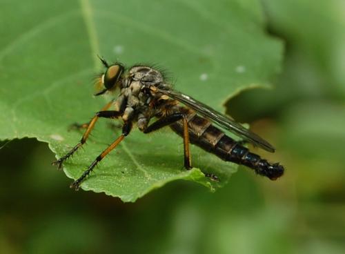 Réf. 198 493 : Neoitamus cyanurus