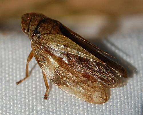Réf. 198 668 : Aphrophora alni