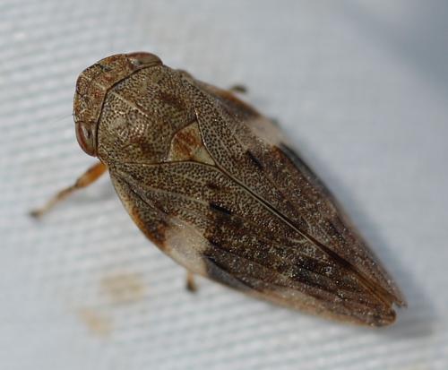 Aphrophora alni
