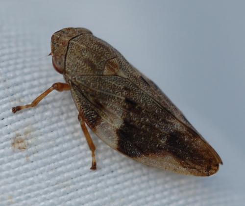 Aphrophora alni