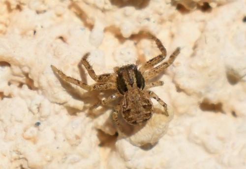 Xysticus sp.