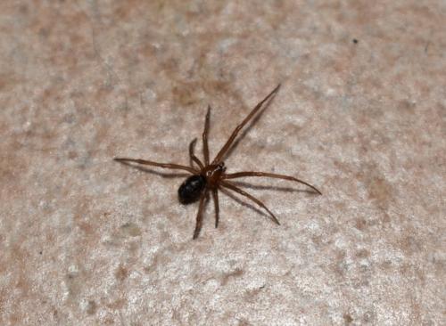 Steatoda grossa