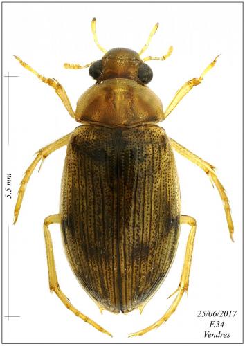 Réf. 198 177 : Berosus jaechi