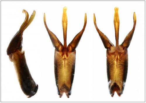 Réf. 198 178 : Berosus jaechi
