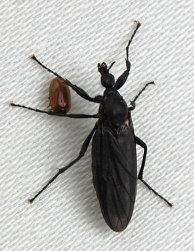 Bibio marci