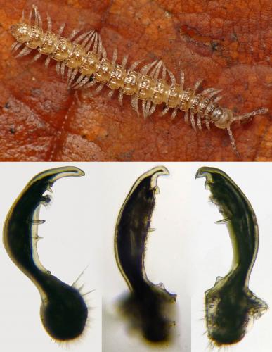 Brachydesmus superus