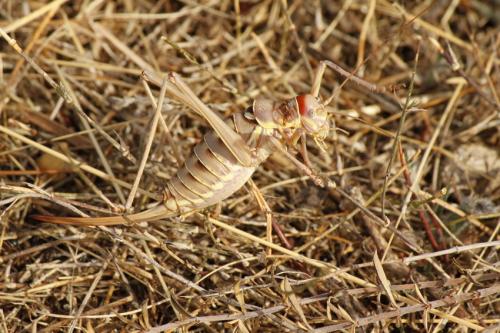 Réf. 198 018 : Ephippiger discoidalis