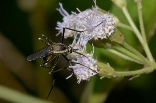 Réf. 198 034 : Toxorhynchites sp.