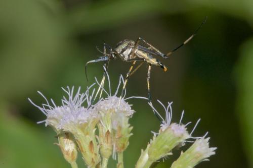 Toxorhynchites sp.
