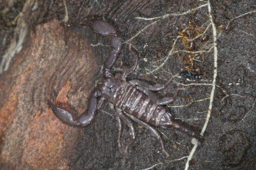 Heterometrus longimanus