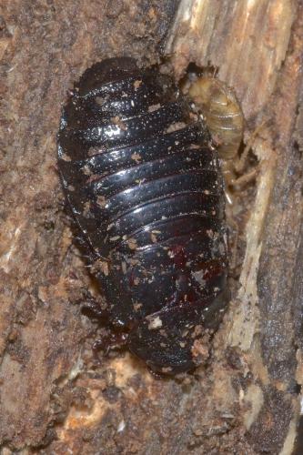 Panesthia sp.