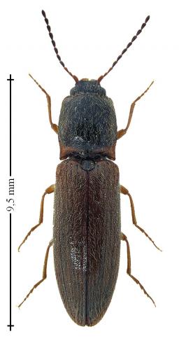 Athous subfuscus