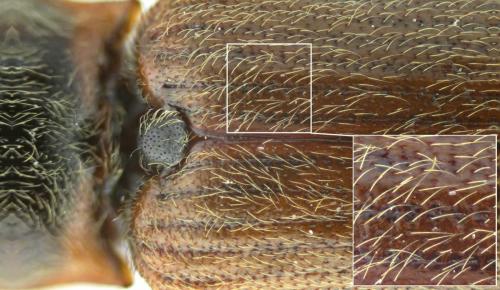 Réf. 198 501 : Athous subfuscus