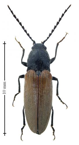 Réf. 198 389 : Hemicrepidius niger