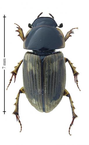 Réf. 198 358 : Melinopterus prodromus