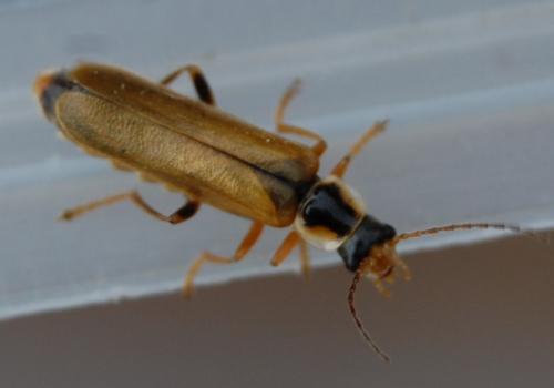 Réf. 198 599 : Cantharis sp.