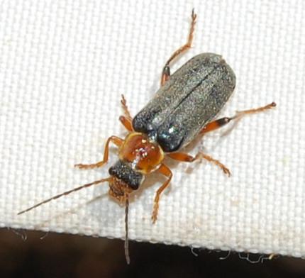 Réf. 198 692 : Cantharis sp.